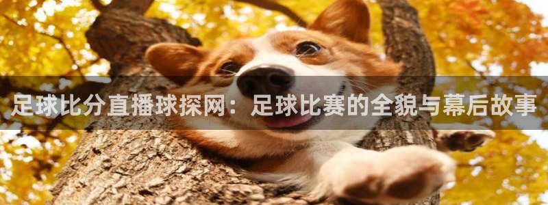 雨燕体育直播高清在线观看免费：足球比分直播球探网：足球比赛的全貌与幕后故事